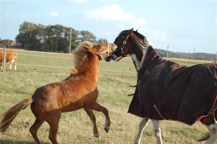 Anden særlig race | Smalagergårds Prins. billede 18