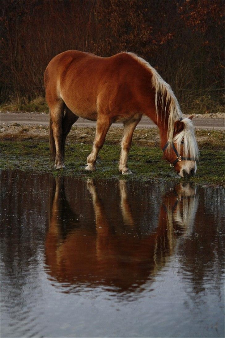 Haflinger wilma (mullepigen) solgt billede 6