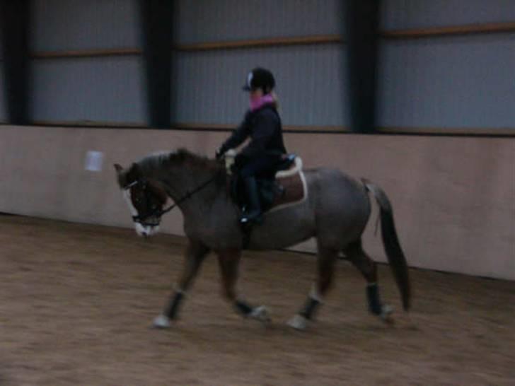 Tysk Sportspony Fee - SOLGT - Fee og lille Julie. :) billede 11