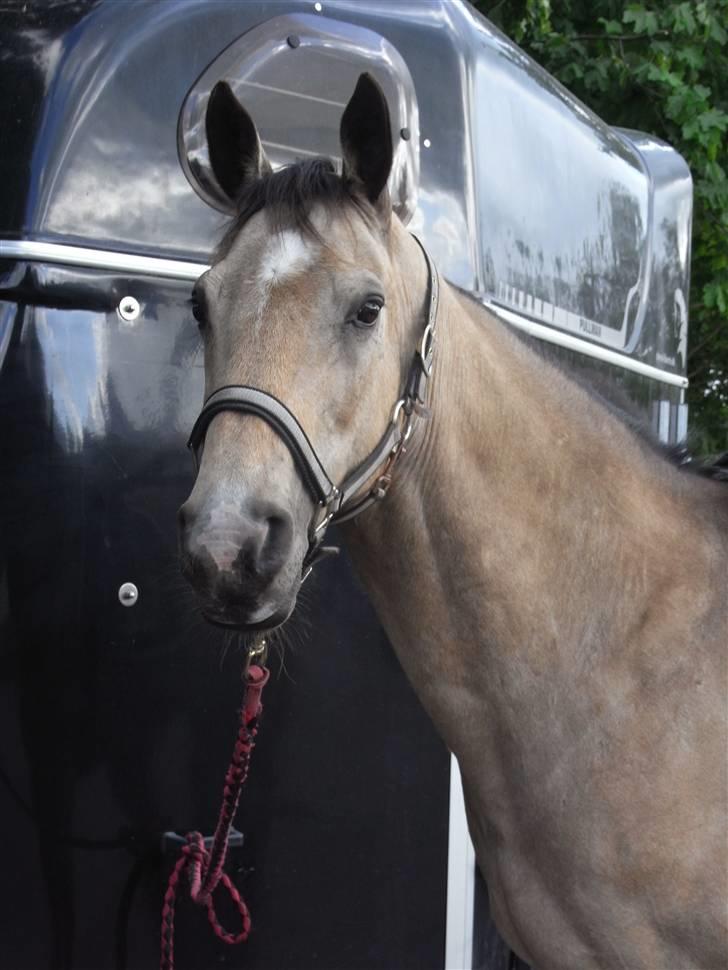 Anden særlig race Albano - På Klosterheden :) billede 11