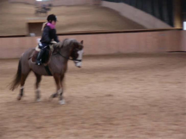 Tysk Sportspony Fee - SOLGT - Ingen slinger i valsen!  billede 12