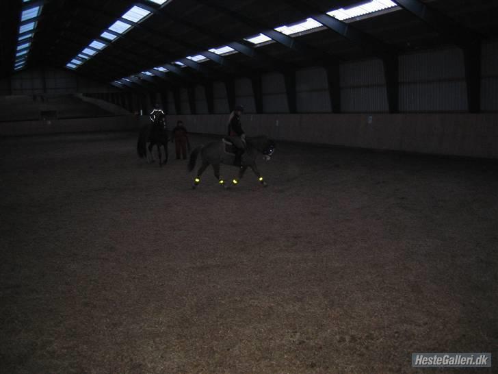 Tysk Sportspony Fee - SOLGT - Ridning :-) billede 13