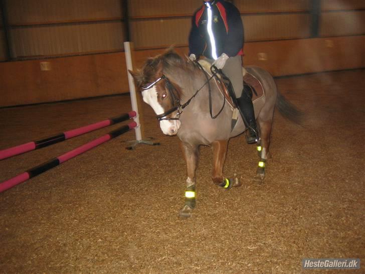 Tysk Sportspony Fee - SOLGT - Fee i hopla! billede 14