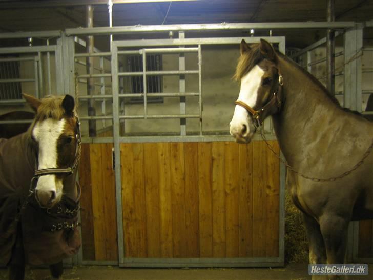 Tysk Sportspony Fee - SOLGT - Mine to guldklumper  billede 15