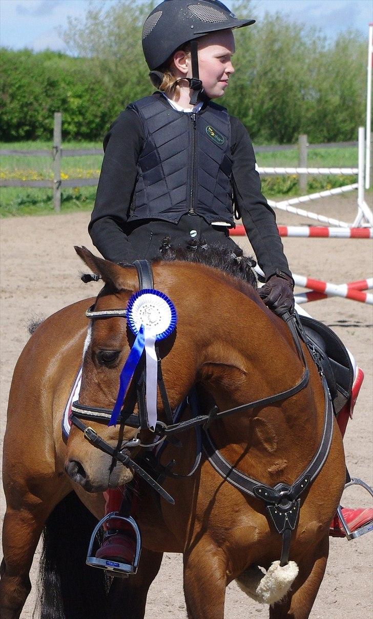 Welsh Pony (sec B) Stubbumgårds Tobias (Mac Million) - 1) Velkomen til tobias´s profil <3<3 billede 1