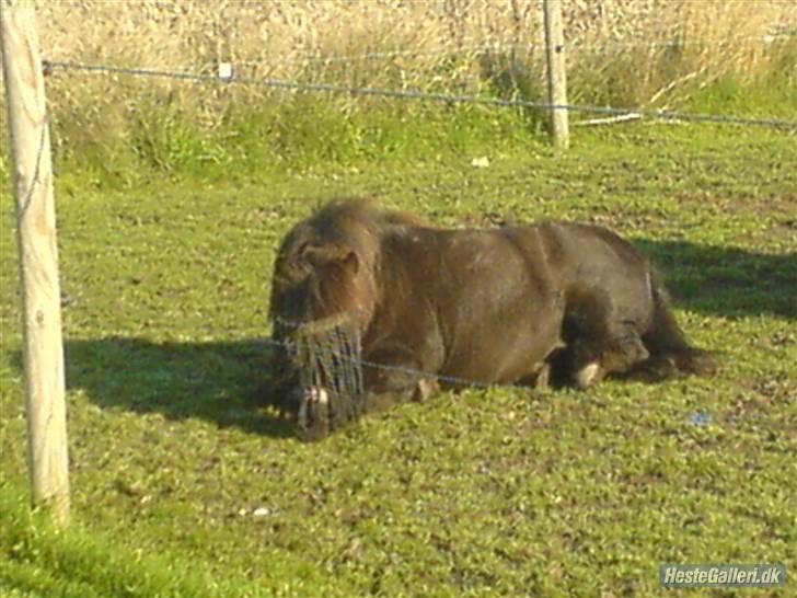 Shetlænder Sofus<3 - ligger ned billede 6