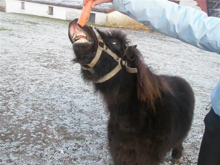 Shetlænder Sofus<3 - smil billede 7