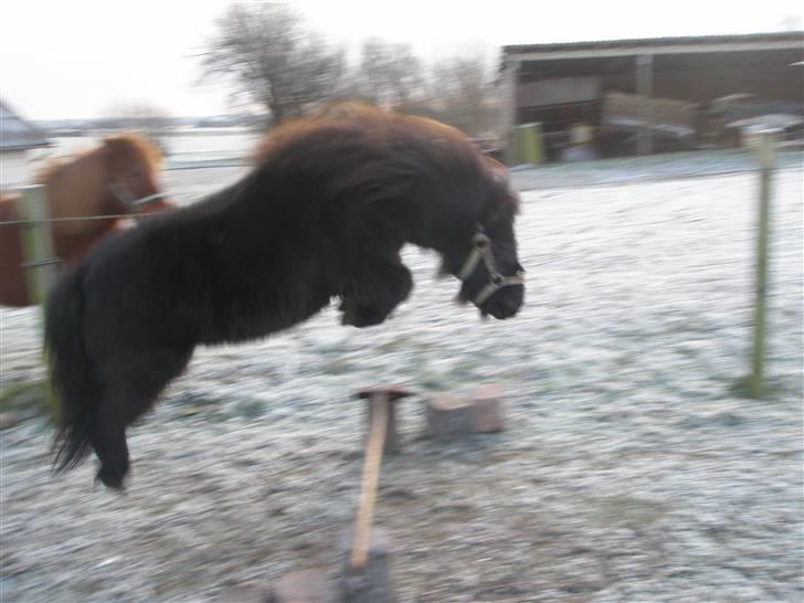 Shetlænder Sofus<3 - springer billede 8