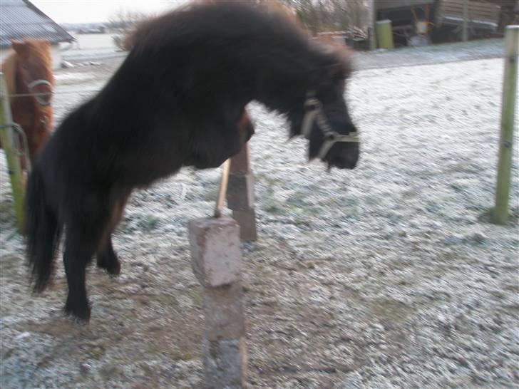 Shetlænder Sofus<3 - springer  billede 9