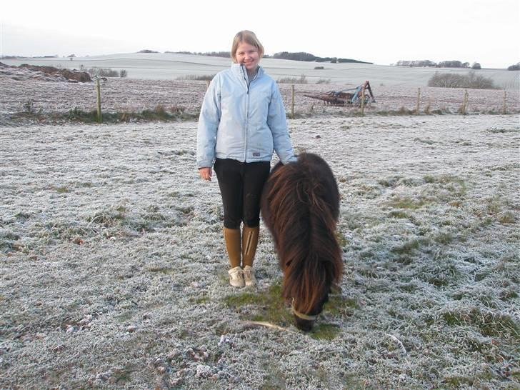 Shetlænder Sofus<3 - mig og min lille pony billede 10