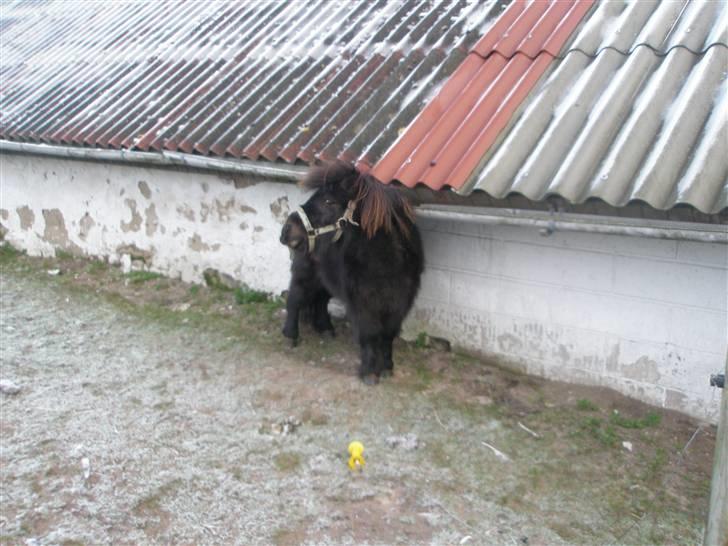 Shetlænder Sofus<3 - det klør  billede 11