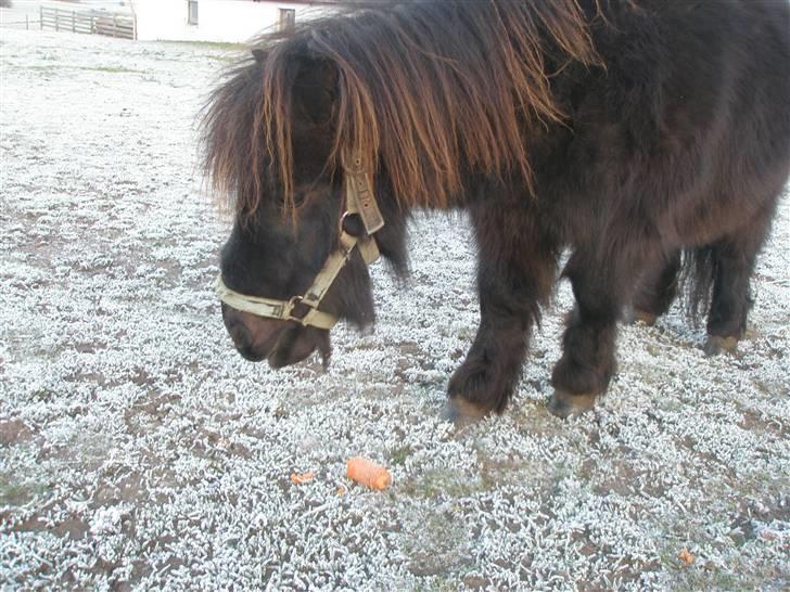 Shetlænder Sofus<3 - spiser  billede 12