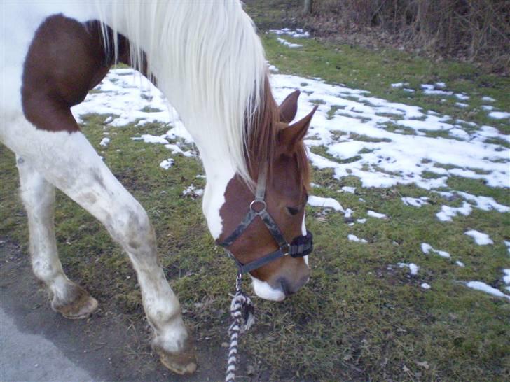 Pinto Bacardi Breezer - Mums, græs! billede 18