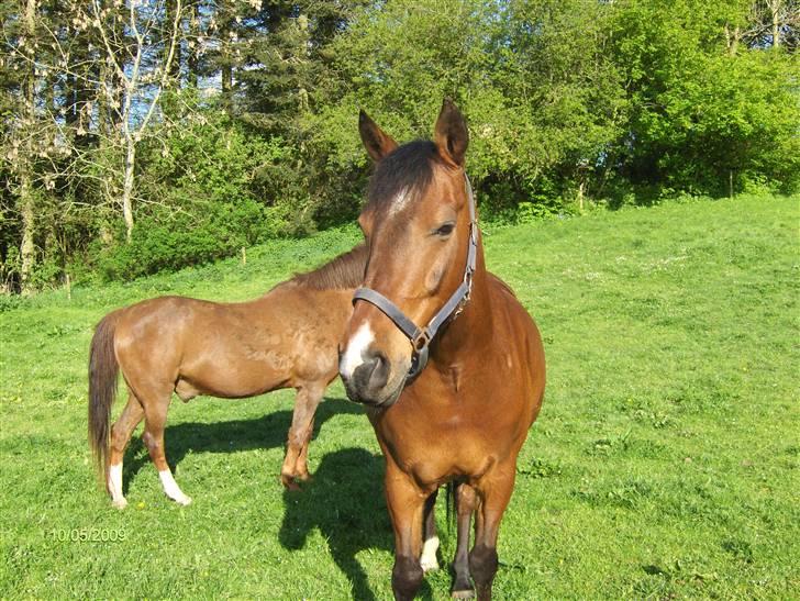 Anden særlig race Gilbert - velkommen til gilbert´s profil<´33 Foto: Mig/Rikke billede 1