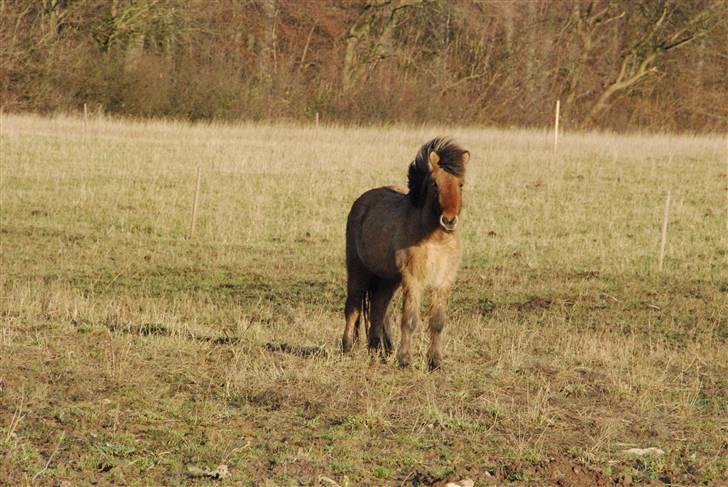 Islænder Hraun från Vallerödslund - Velkommen til mulles profil  ;) <3  billede 1