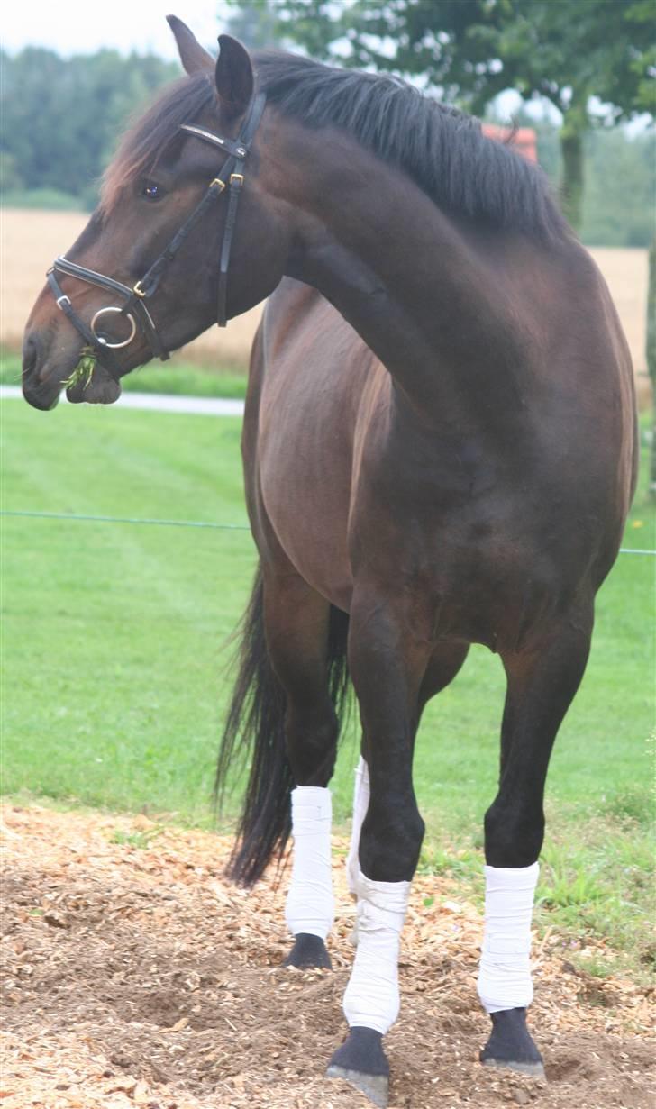 Oldenborg Bøgelygård's Aske - 3 august 09 :-) smukke billede 17