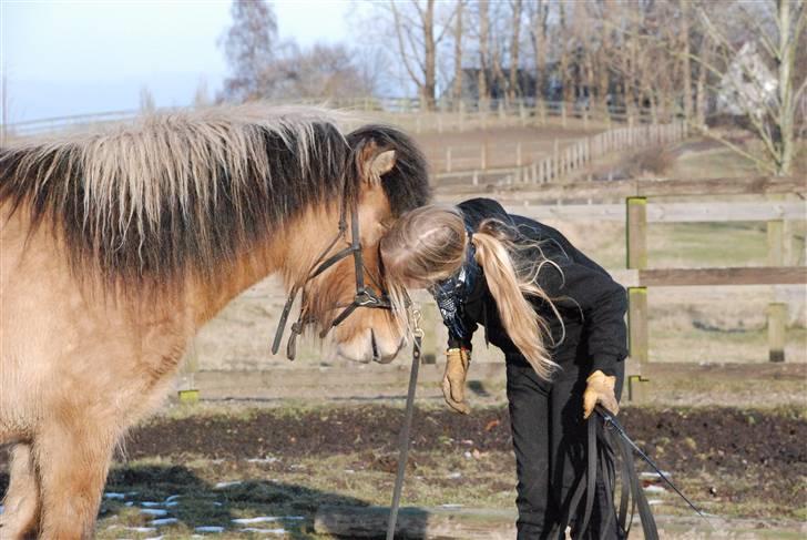 Islænder Hraun från Vallerödslund - kys :-* billede 2