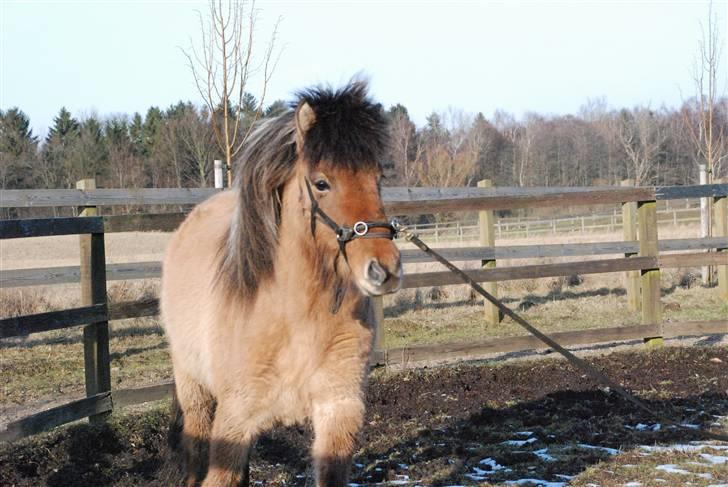 Islænder Hraun från Vallerödslund - I løbet af hendes tilridning :-) billede 3