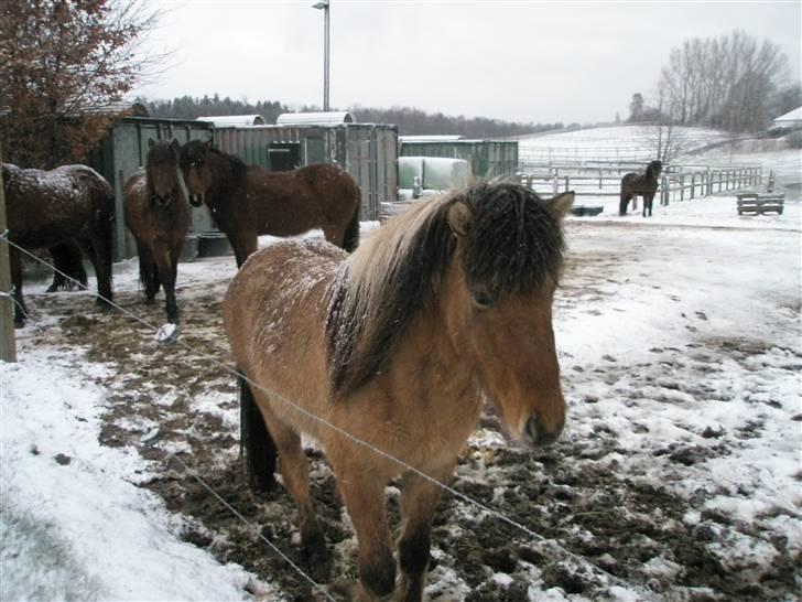 Islænder Hraun från Vallerödslund - Hraun i vinter 08 billede 4