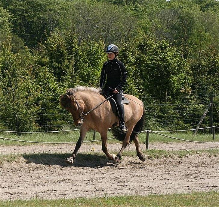 Islænder Hraun från Vallerödslund - Thea og Hraun i trav på NG billede 5