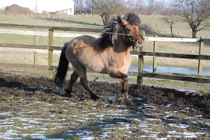 Islænder Hraun från Vallerödslund - Tølt i rotunden :-) billede 6