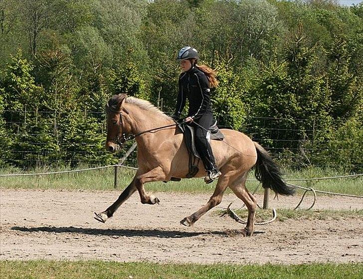 Islænder Hraun från Vallerödslund - Galop på NG med Thea billede 7