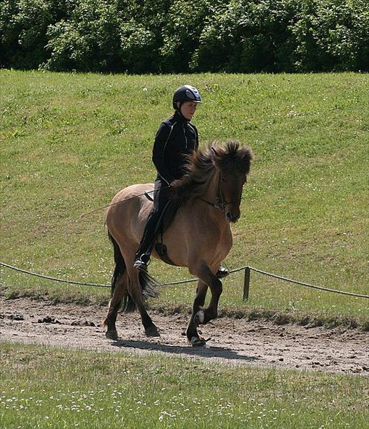 Islænder Hraun från Vallerödslund - Tølt på NG med Thea :-) billede 8