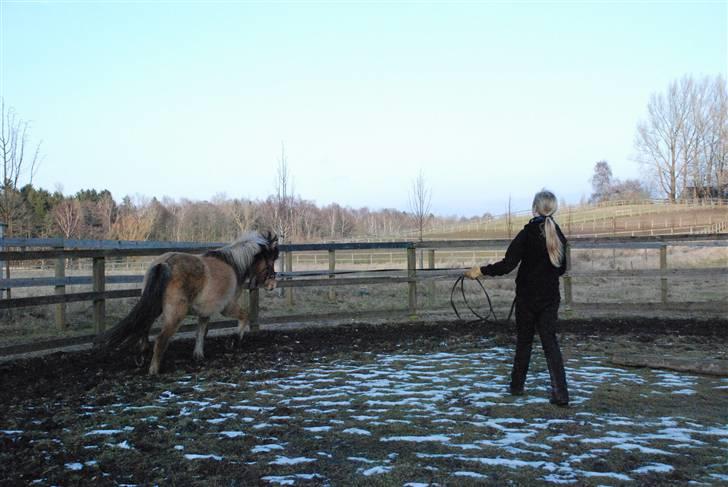 Islænder Hraun från Vallerödslund - Trav i rotunden :-) billede 9