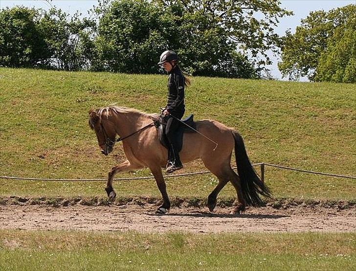 Islænder Hraun från Vallerödslund - Trav på NG med Thea :-) billede 10