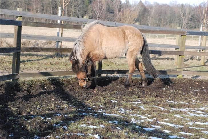 Islænder Hraun från Vallerödslund - Trav i rotunden :-) billede 11