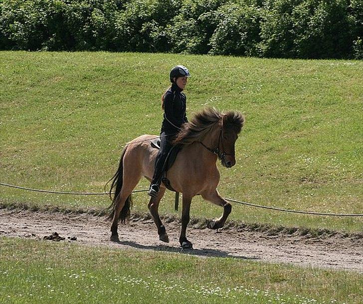 Islænder Hraun från Vallerödslund - NG med Thea :-) billede 12