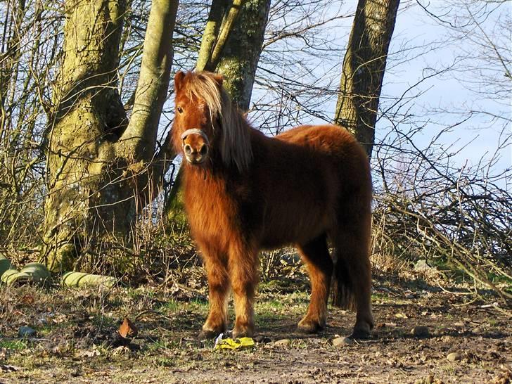 Shetlænder Rødsandgaards MonselSOLGT billede 1