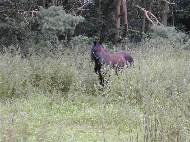 Frieser Jelle - jelle i brændenælde skoven billede 13