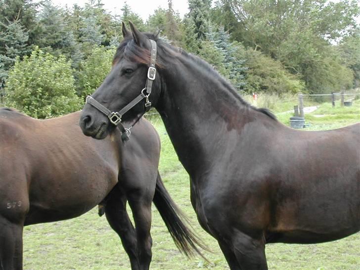 Frieser Jelle - jelle på fold  billede 14