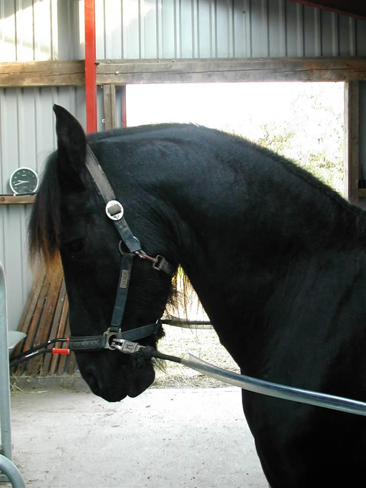 Frieser Jelle - jelle basen.....JEG ELSKER DIG <3<3<3<3<3<3<3<3<3 billede 15