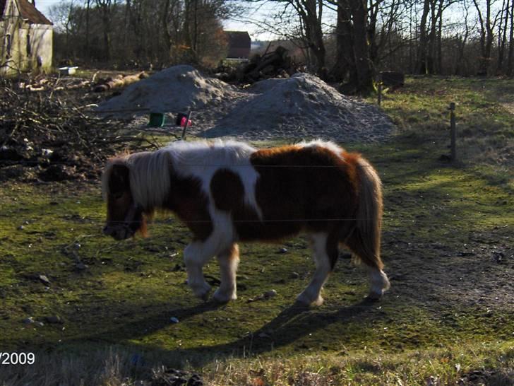 Shetlænder  Lille My Solgt billede 6