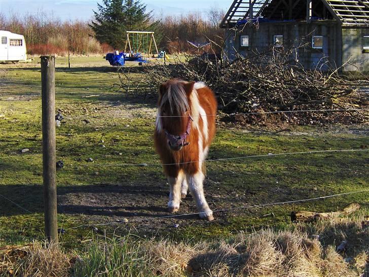 Shetlænder  Lille My Solgt billede 7