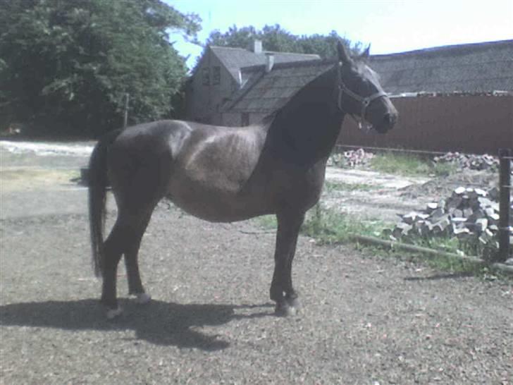 Dansk Varmblod Raimona aka Mule billede 1
