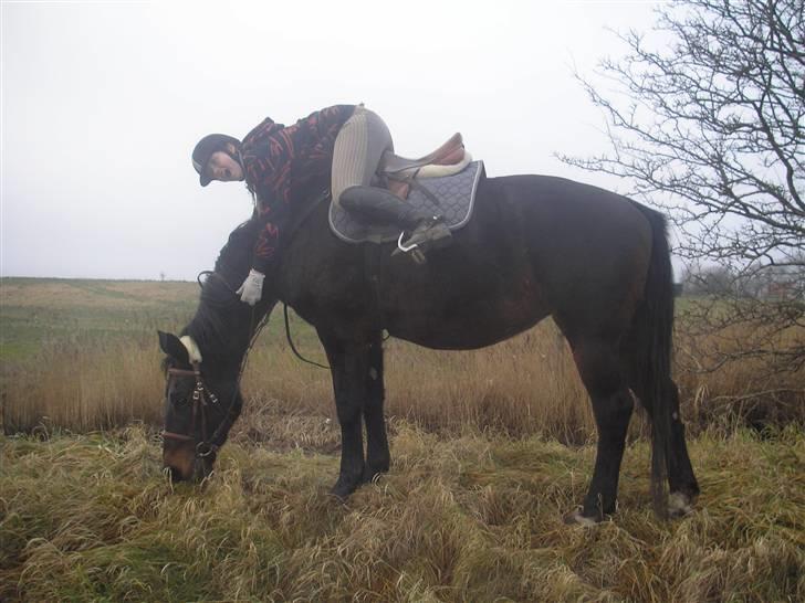 Dansk Varmblod Raimona aka Mule billede 3