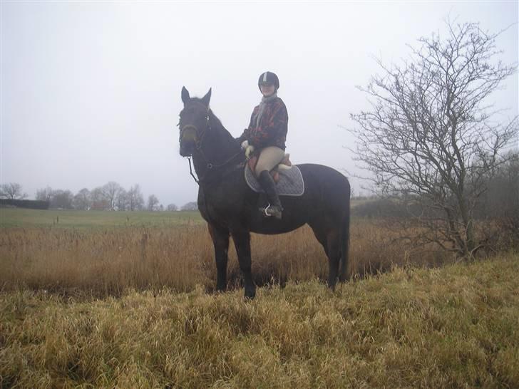Dansk Varmblod Raimona aka Mule billede 4