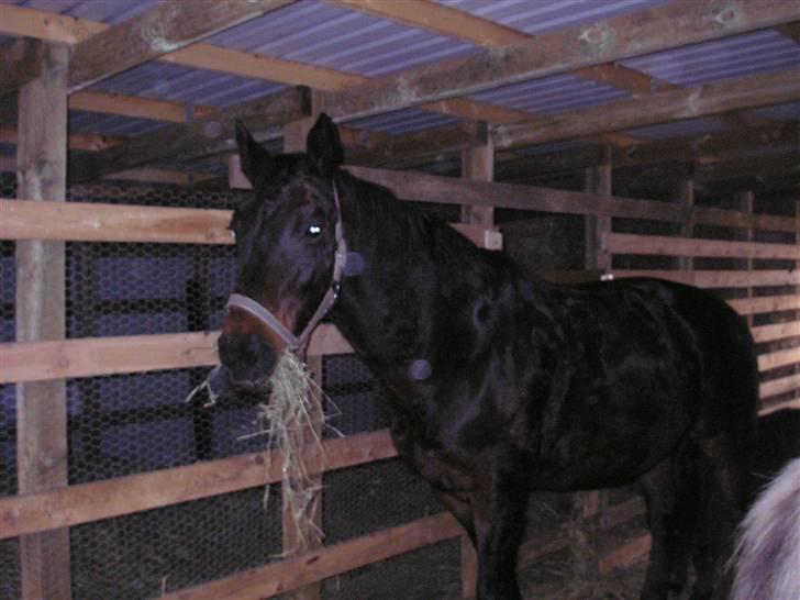 Dansk Varmblod Raimona aka Mule billede 5