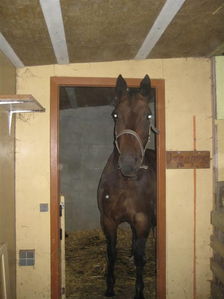 Dansk Varmblod Raimona aka Mule billede 6