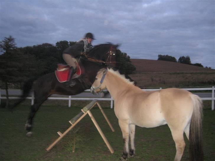 Dansk Varmblod Raimona aka Mule billede 9