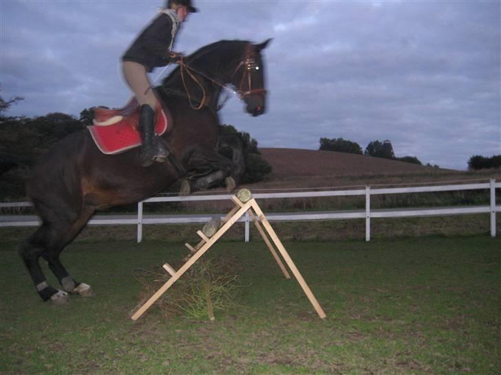 Dansk Varmblod Raimona aka Mule billede 10