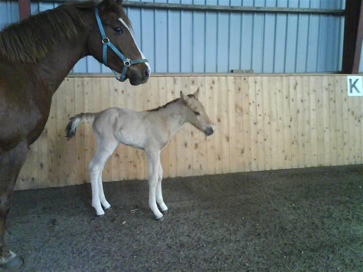 Anden særlig race Mon Chéri *bortgivet* - aflivet 21/5.2025 - 12 t gammel og første gang i ridehal.. da folden er for plørret billede 1