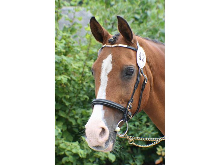 {{currentPhoto.altText}} billede {{currentPhoto.number}}