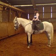 Anden særlig race camira R.I.P min engel