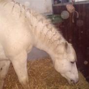 Anden særlig race camira R.I.P min engel