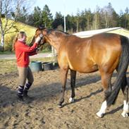 Anden særlig race Tristan.