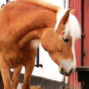 Tyroler Haflinger Felina